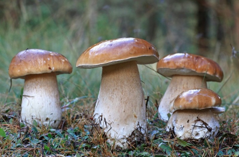 Create meme: mushroom boletus, white mushroom boletus, mushroom 