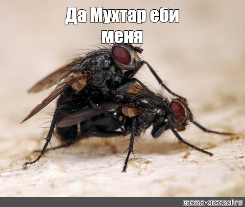 Мем Да Мухтар еби меня Все шаблоны Meme 