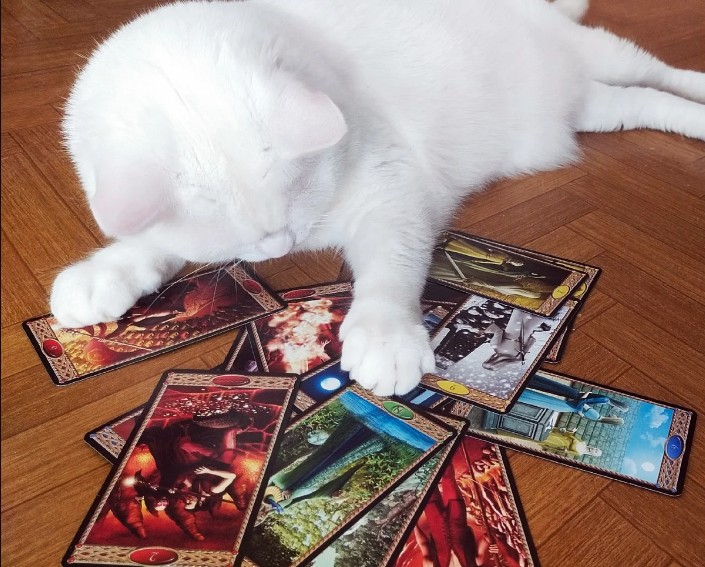 Create meme: cat tarot, cat tarot, cat tarologue