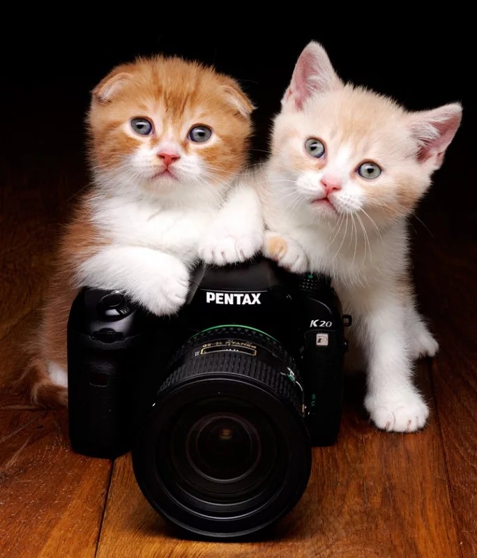 Create meme: Happy Photographer's Day, cat with a camera, cat 