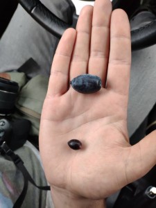 Create meme: blueberries in hands, found diamond, black tektite