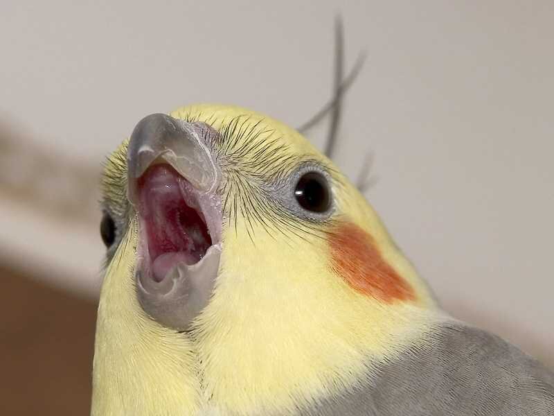 Create meme: Corella parrot, The screaming parrot Corella, screaming parrot
