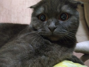 Create meme: lop-eared Scot, Scottish fold cat