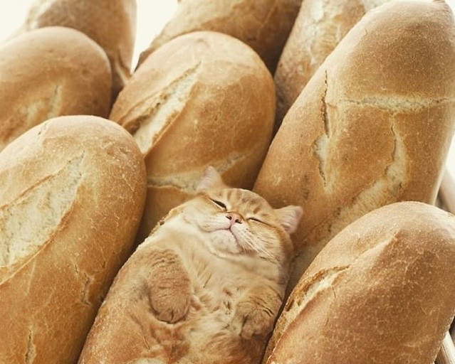 Create meme: bread cat , baton cat, cat 