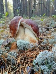 Создать мем: лесные грибы, невская дубровка грибы, гриб боровик