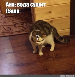 Create meme: cats, cat meme, cat