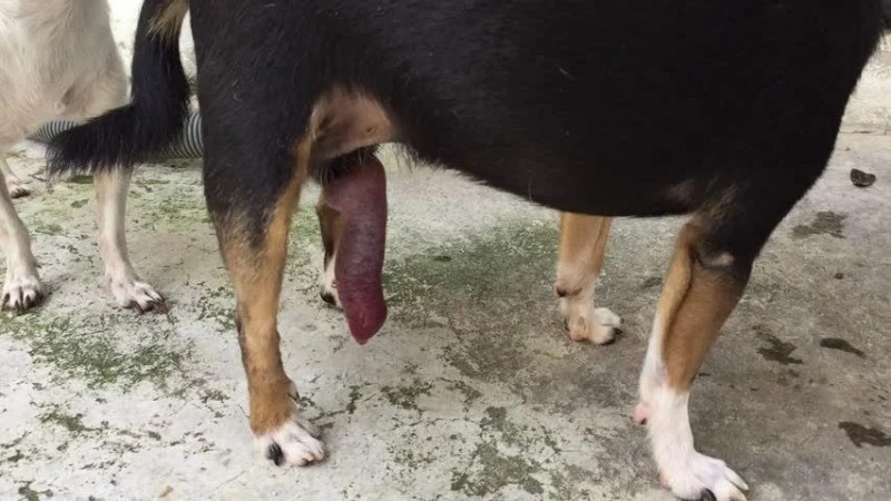 Create meme: the sexual organ of the dog, dog , dog in half