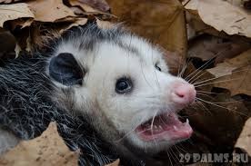 Create meme: possum, apostolove, the teeth of the possum