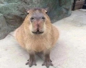 Create meme: a pet capybara, capybaras, rodent capybara