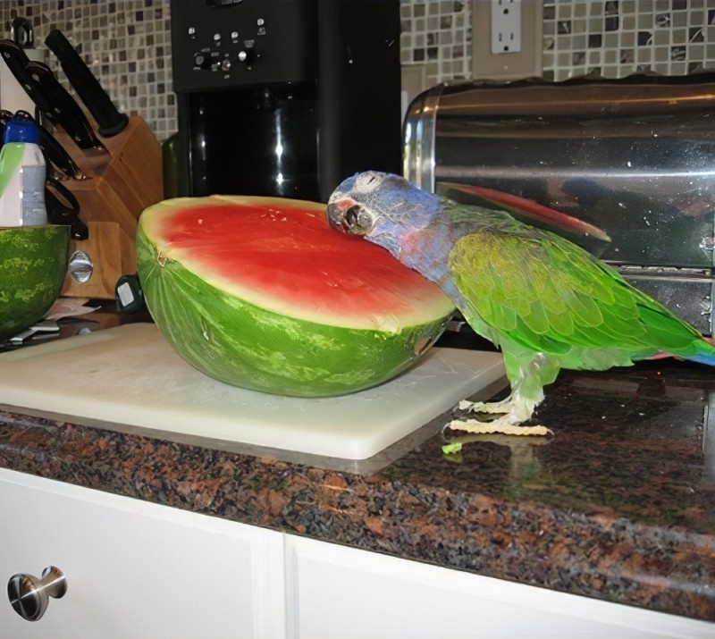 Create meme: parrot with watermelon, parrot watermelon meme, parrot