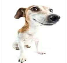 Create meme: Jack Russell Terrier, dog Jack Russell Terrier