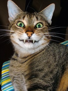 Create meme: the surprised cat, cat funny, smiling cat