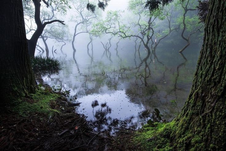 Create meme: gloomy landscape, nature fog, dark forest