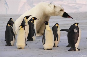 Create meme: south pole, antarctica, polar bear