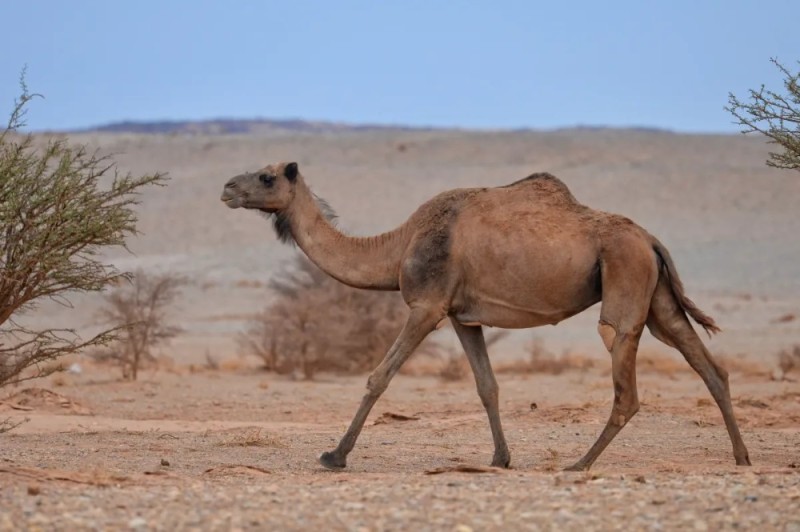 Create meme: one-humped camel, camel in the desert , The camel