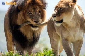 Create meme: lion and lioness, lioness, Leo