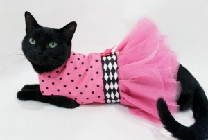 Создать мем: платье с кошками, кот одежда кота, кошки в одежках