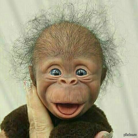 Create meme: very funny monkeys, monkeys , happy monkey