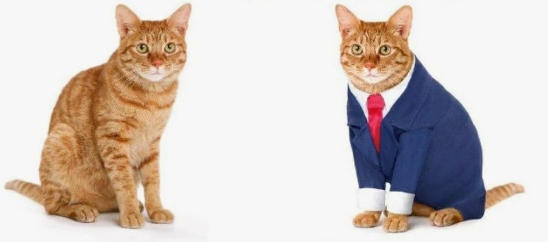 Create meme: cat funny , the cat in the jacket, pugod the cat