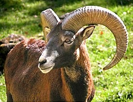 Create meme: the Red Book of Kazakhstan, mountain sheep, mouflon 