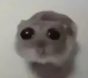 Create meme: cute cat meme, A hamster with big eyes, hamster with a cross meme