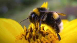 Create meme: bee types, honeybees, bee