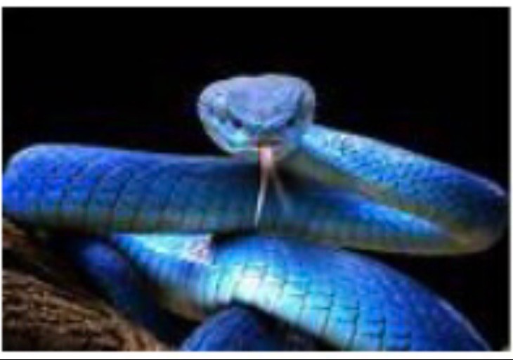 Create meme: blue kufiya snake, The blue taipan snake, The blue viper