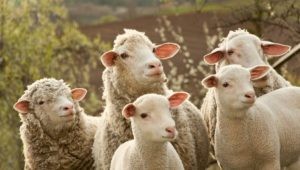 Создать мем: мелко рогатый скот, стадо овец, 99 овец