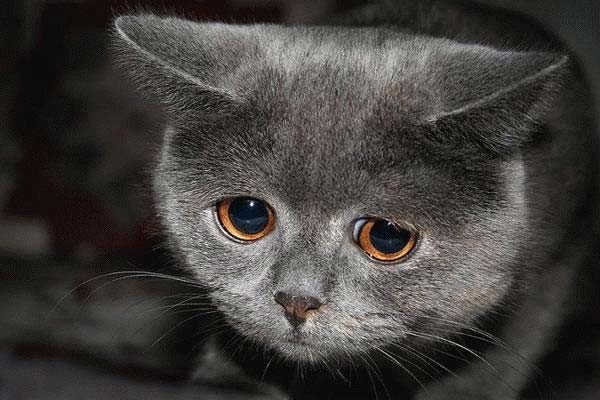 Create meme: sad cats, Kitty is a sad meme, sad grey cat