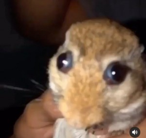 Create meme: small animals, hamster, animals