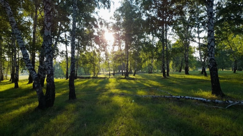 Create meme: morning in the birch grove, birch grove, birch grove summer