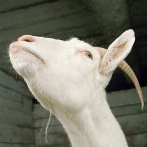 Create meme: sheep and goats, farm sheep, farm animals