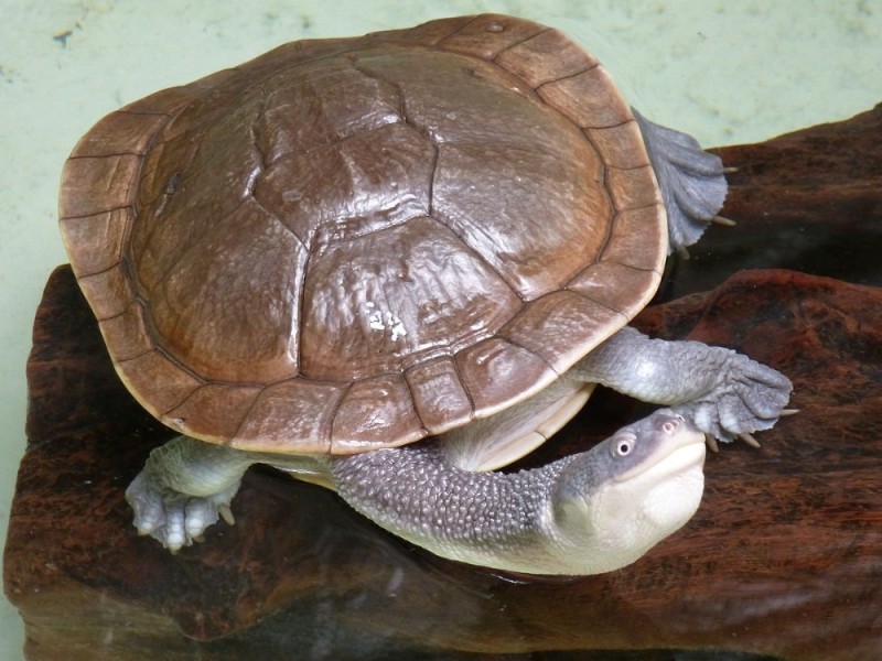 Create meme: snake - necked turtle, snake - necked turtle siebenrock, tortoise