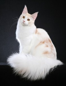 Создать мем: мейнкун кот белый, мэйкун белый, турецкая ангорская кошка
