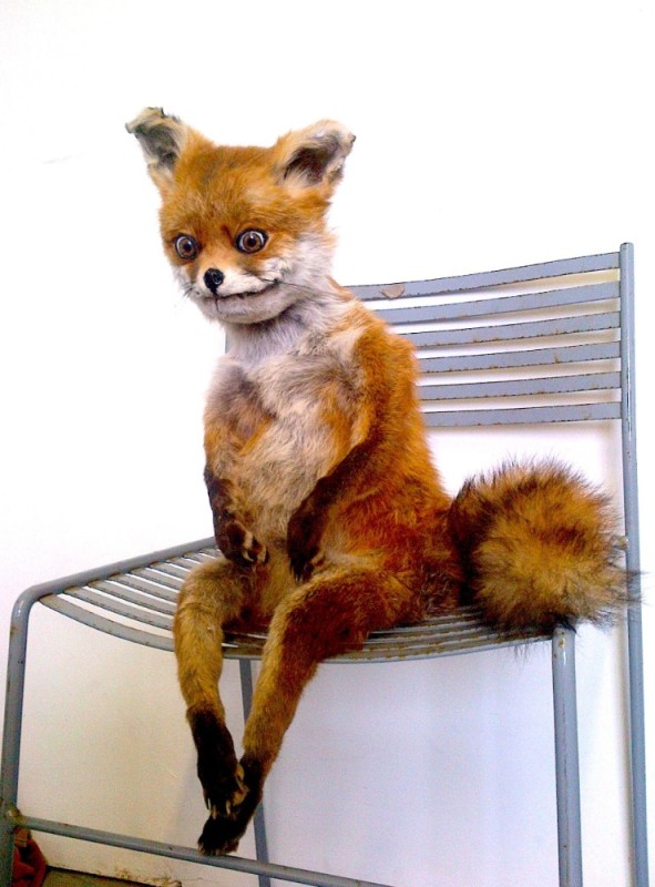 Create meme: a fox on a chair, a stuffed Fox , Fox stuffed animal 
