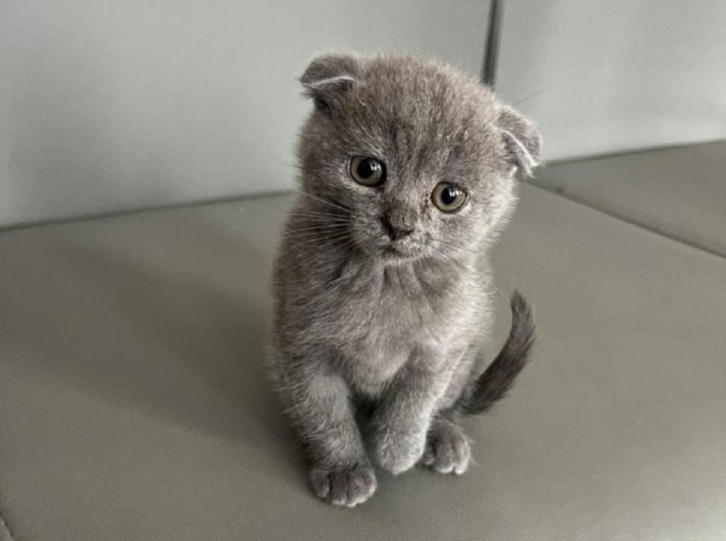 Create meme: Scottish fold , The Scotsman is a lop-eared kitten, Scottish fold cat