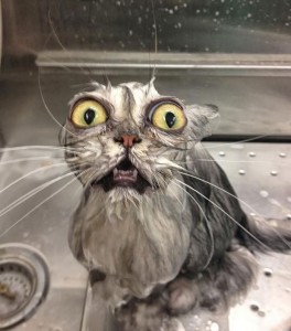 Create meme: cat, wet pussy, wet cat