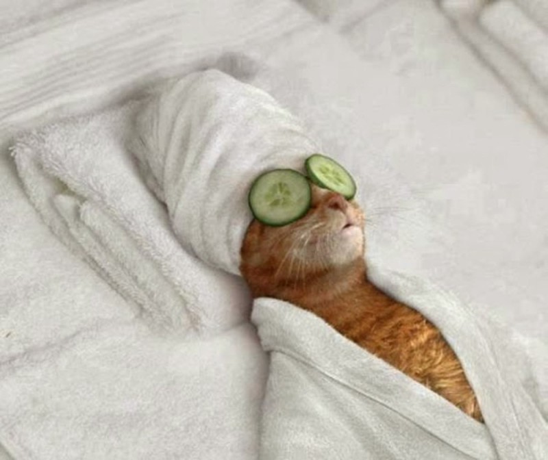 Создать мем: кот в спа, человек и кошка с огурцами на глазах, кот с огурцами на глазах и в полотенце