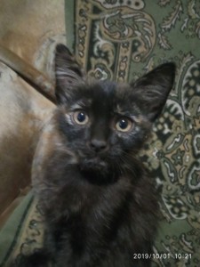 Create meme: kitty, cats and kittens, black and gray kitten