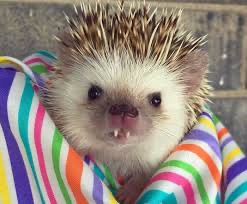 Create meme: pygmy hedgehog, cute hedgehogs, African pygmy hedgehog