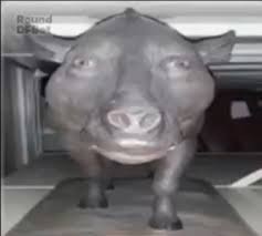 Создать мем: свинья, огромная свинья, свинка смешная