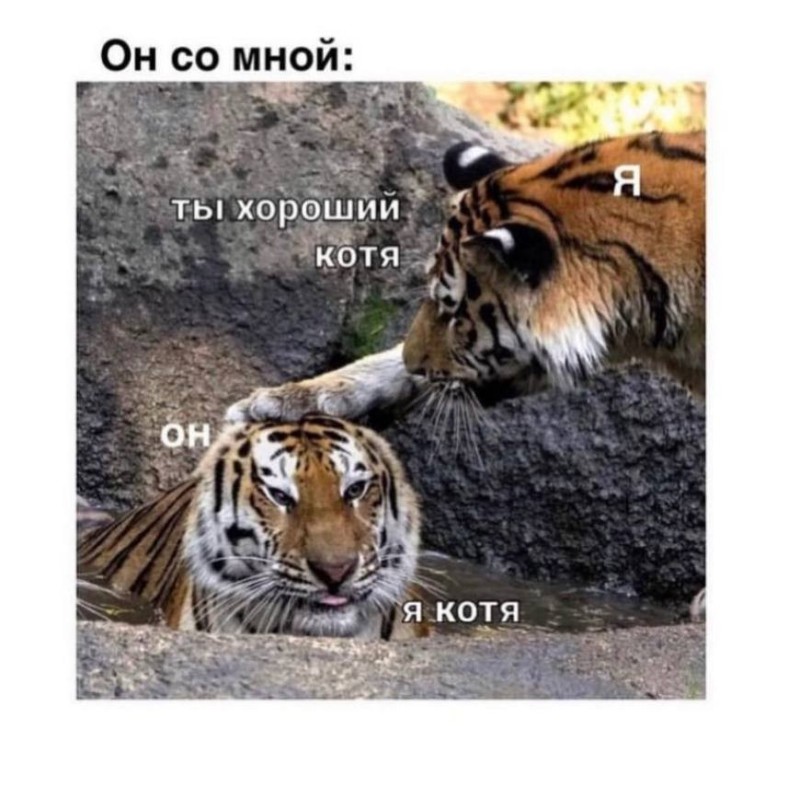 Создать мем: тигры пара, бенгальский тигр, тигр лев