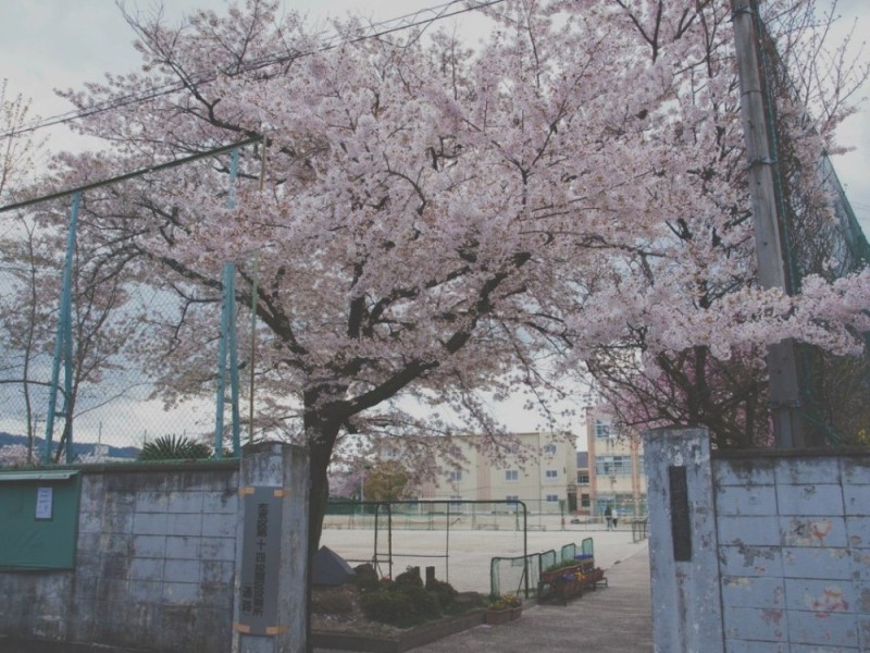 Создать мем: sakura, эстетика сакуры, цветет сакура