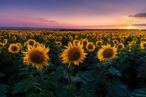 Create meme: field of sunflowers