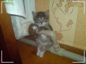 Create meme: Kote, cats, cat funny