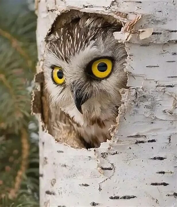 Create meme: sleepy owl, The polar eared owl, owl's hollow