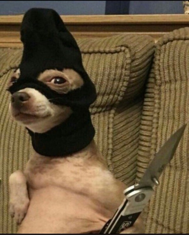 Create meme: dog fun, Chihuahua memes, a masked dog with a knife