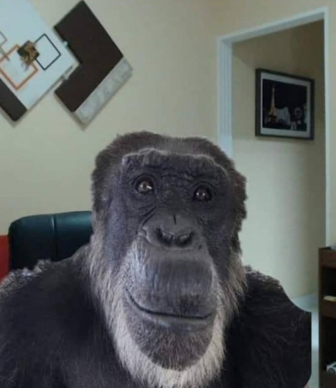 Create meme: monkey smiles meme, chimp meme, gorilla meme
