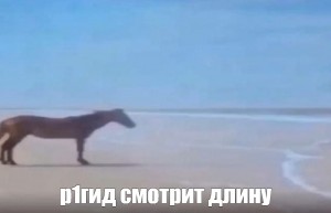 Лошадь на фоне моря почему