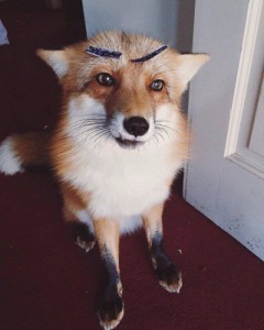Create meme: dog, chanterelle, fox